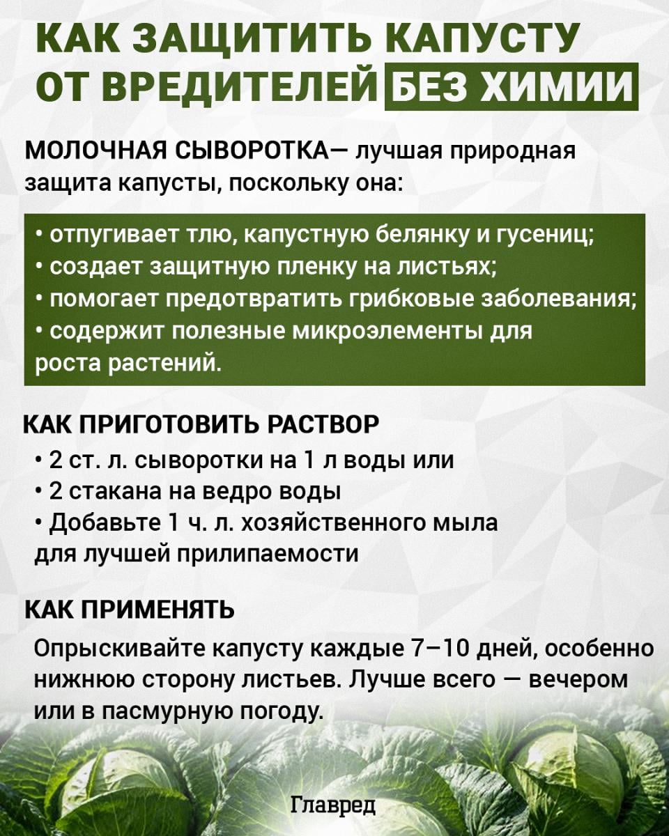 Как защитить капусту от вредителей без химии Как защитить капусту от вредителей без химии