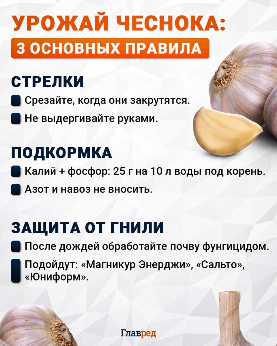 Урожай чеснока Урожай чеснока