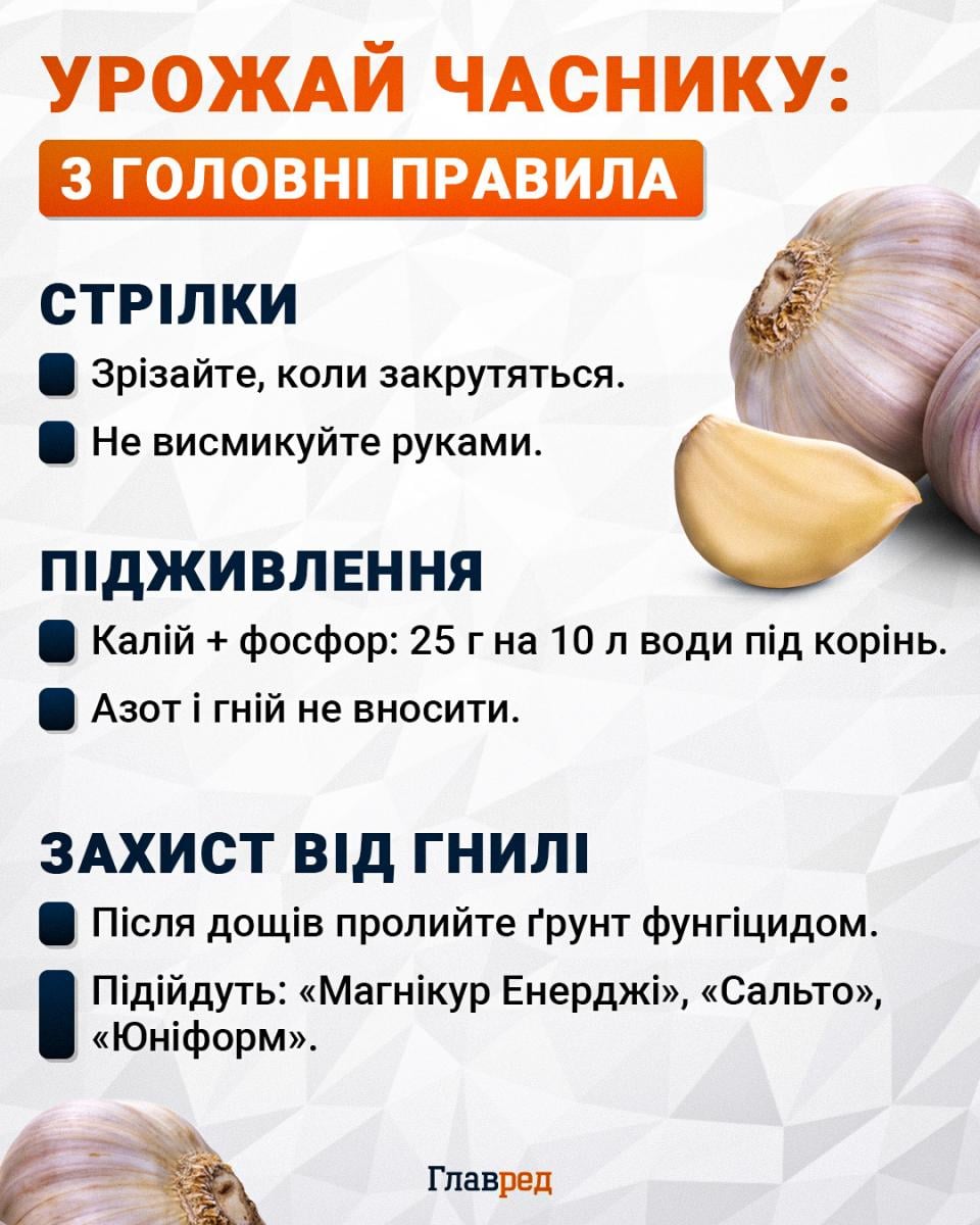Урожай часнику