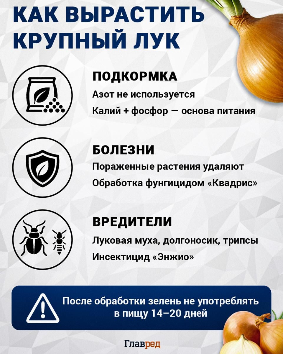 Как вырастить большой лук Как вырастить большой лук