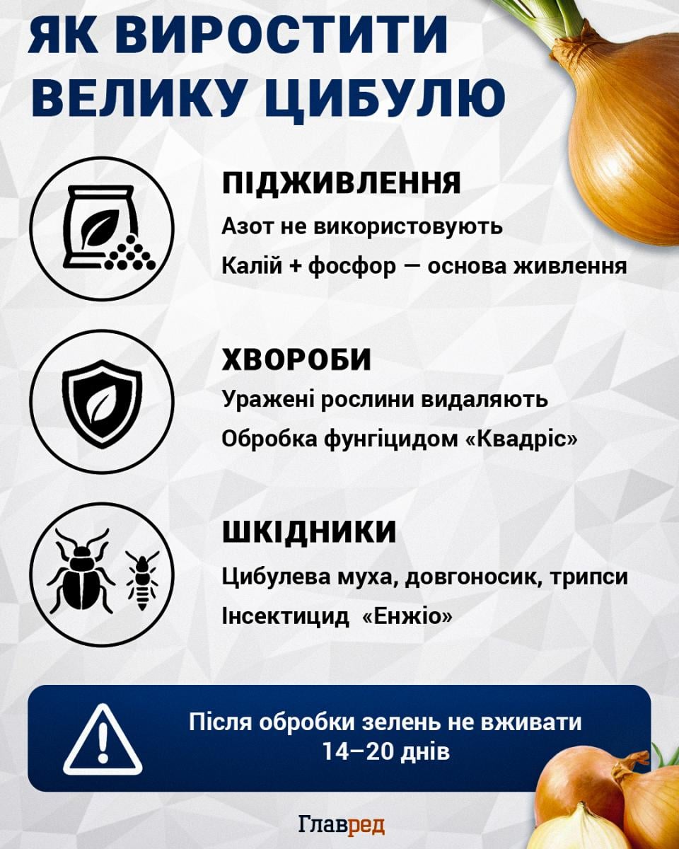 Як виростити велику цибулю