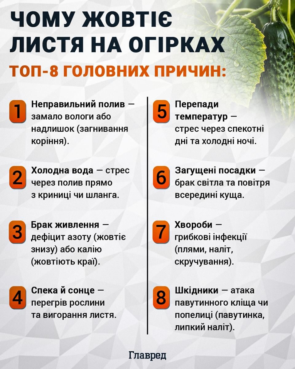 Чому жовтіє листя на огірках