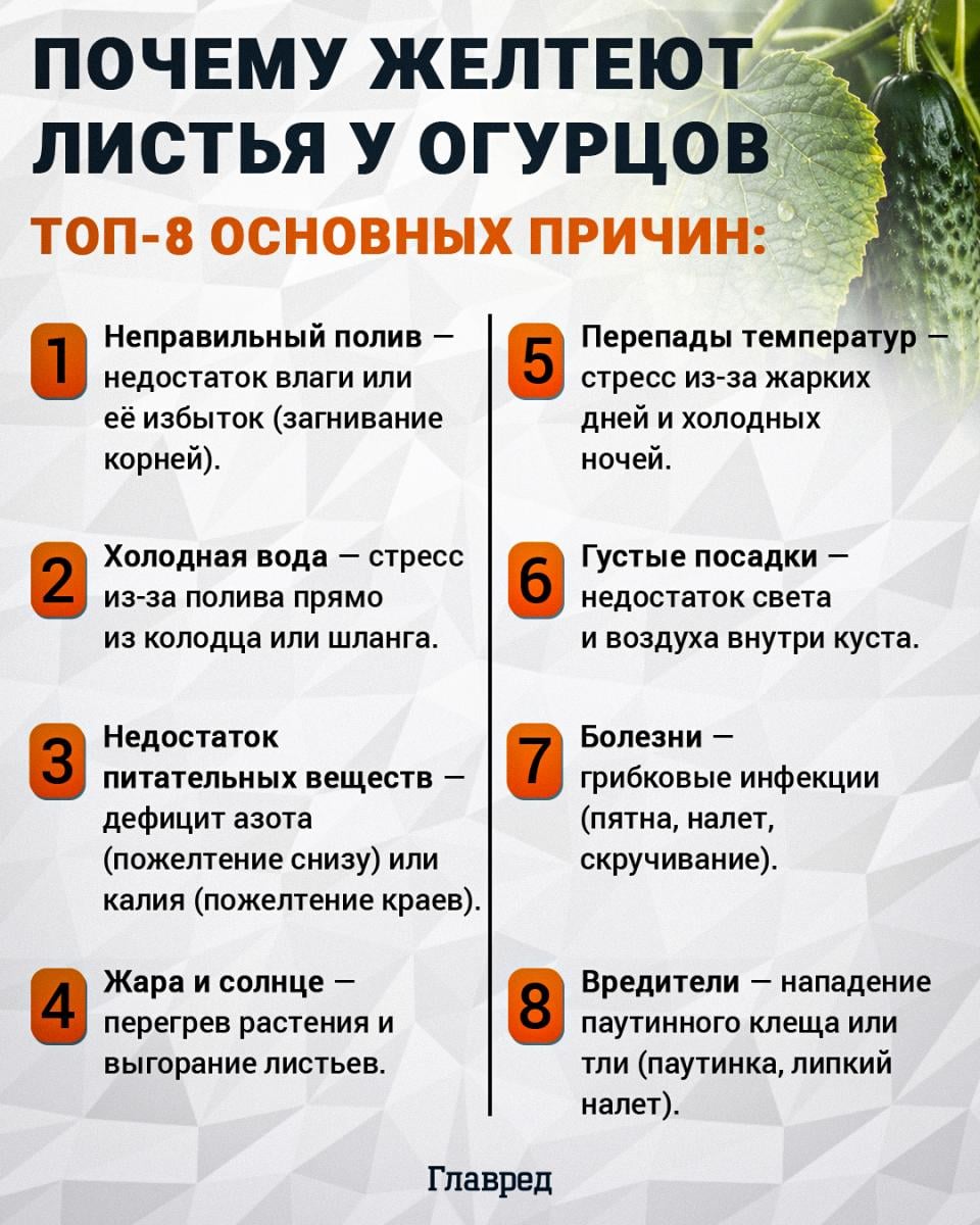 Почему желтеют листья у огурцов