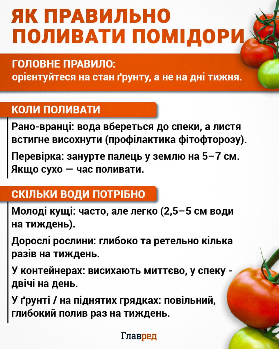 Як правильно поливати помідори