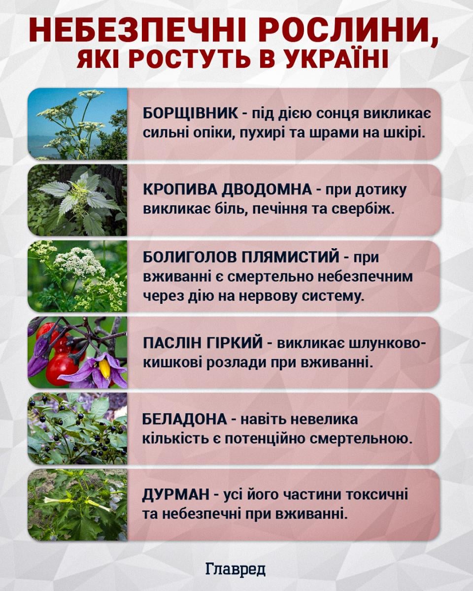 Небезпечні рослини, які ростуть в Україні Небезпечні рослини, які ростуть в Україні