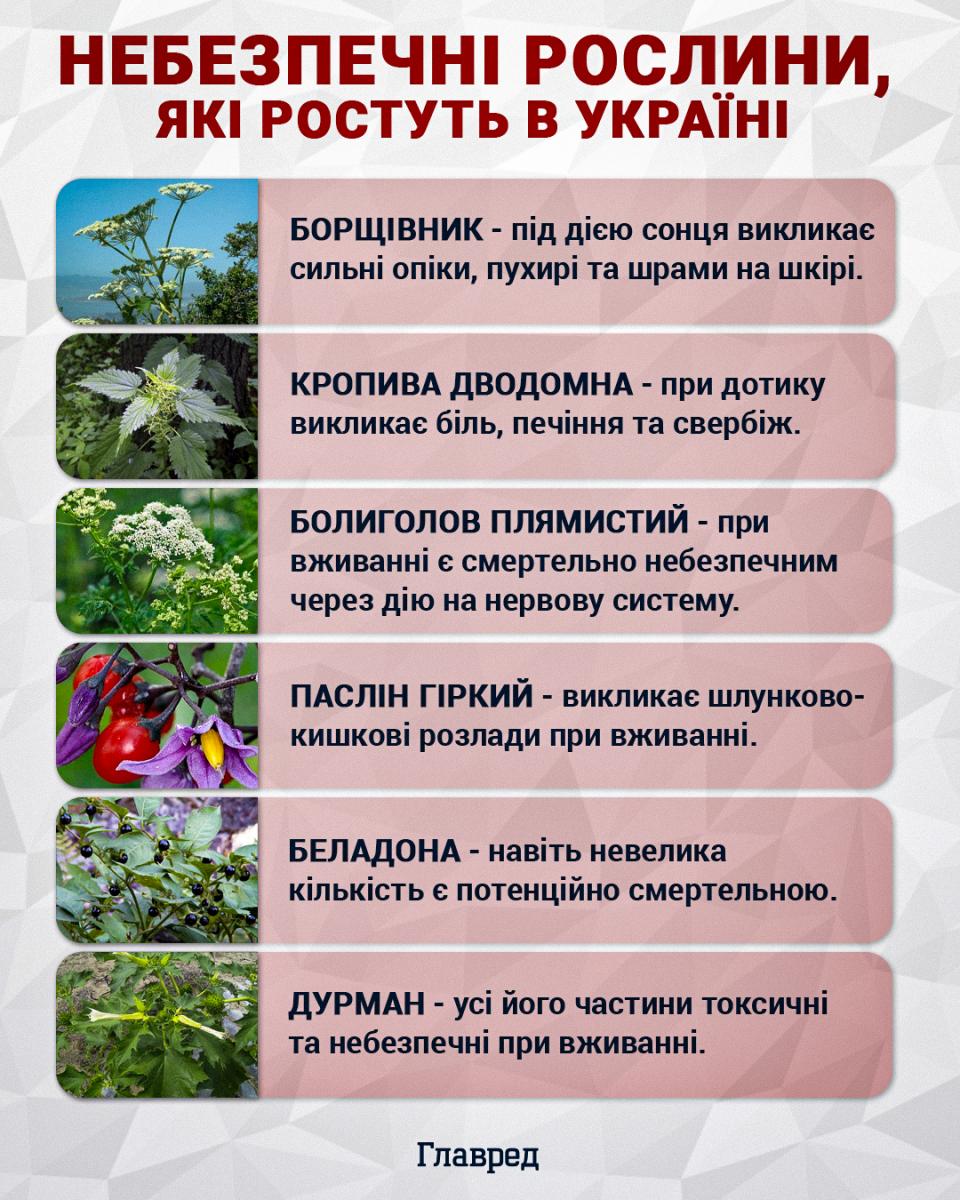 Небезпечні рослини, які ростуть в Україні Небезпечні рослини, які ростуть в Україні