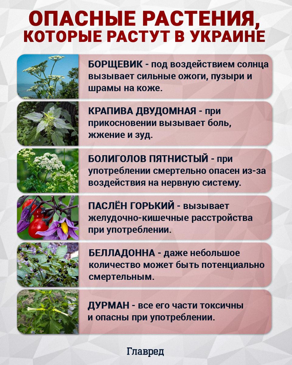 Опасные растения, которые растут в Украине
