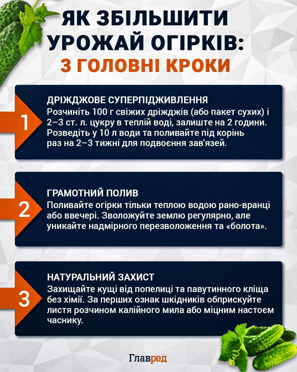 Як збільшити урожай огірків