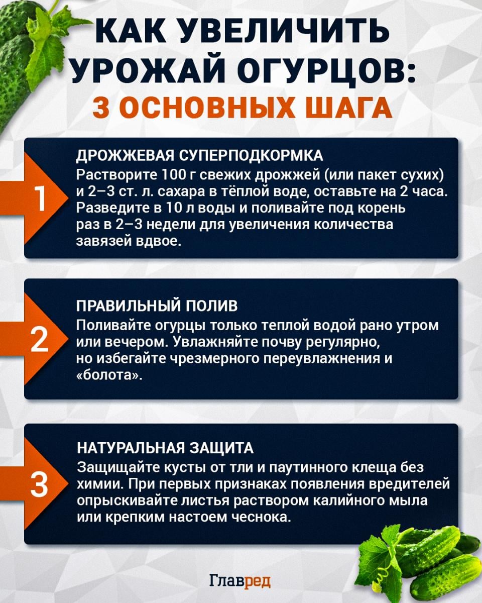 Как увеличить урожай огурцов