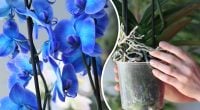Орхідеї цвістимуть усе літо: що потрібно зробити в червні