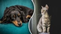 Почему кошки живут дольше собак — ученые сделали революционное открытие