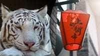 Китайский гороскоп на завтра, 25 августа: Быкам - ревность, Тиграм - компромисс