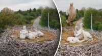 Звездная пара аистов Грицик и Одарка временно покинули своих птенцов - что произошло