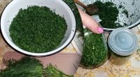 Больше никакой заморозки — как сохранить аромат укропа на всю зиму