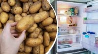 Як зберігати картоплю, щоб вона не проростала до 6 місяців: несподіваний лайфхак