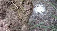 Знищення шкідників за один день: як швидко вивести мурашник у дворі