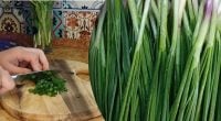 Зелень без сушарки: як зберегти колір та аромат цибулі до самої зими