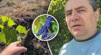 Виноград стає чутливим: які дії в червні визначають розмір майбутніх грон