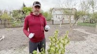 Як позбутися попелиці на смородині без шкідливої хімії: допоможе звичайне мило