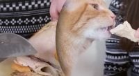 Чи можна давати котам куряче м'ясо: відповідь здивує багатьох господарів