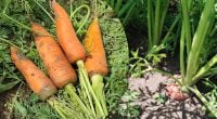 Начнет расти как на дрожжах: чем поливать морковь в июне для сладкого урожая