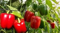 Почему сладкий перец получается мелким: подкормка кустов в июне