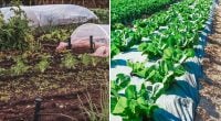 Чим мульчувати город і врятувати рослини від спеки та бур’янів