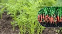 Когда пора собирать урожай морковь: секретный признак, который знают не все дачники