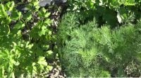 Другий урожай до осені: які культури встигнуть вирости на звільнених грядках