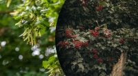 Оберег или угроза: какие деревья создают уют, а какие — портят дом