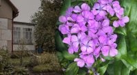 Не ради красоты: зачем наши бабушки обязательно выращивали матиолу возле дома