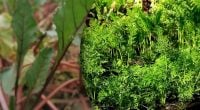 Підживлення овочів у червні: чим полити моркву та буряк для росту