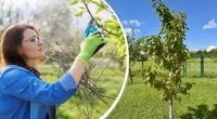 Для максимального урожая: какие плодовые деревья нужно обязательно обрезать летом
