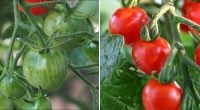 Всего пару капель защитят от фитофторы: чем лучше в июне подкормить помидоры