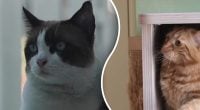 Чому не можна гладити котів: п'ять речей, які розбивають серце улюбленця