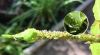 Тля не выдержит такого удара: домашнее средство, которое действует безотказно