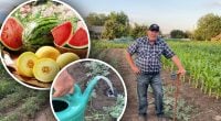 Полив кавунів та динь у спеку: городник розкрив хитрість для гарного врожаю
