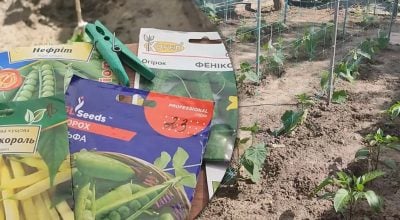 Урожай буде до кінця літа: що потрібно посіяти на городі у червні