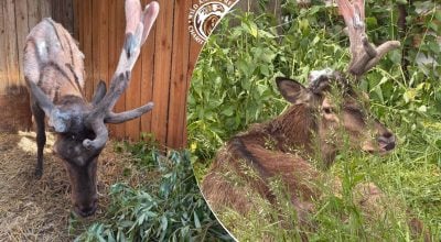 Олень Борис після тривалого лікування зробив перші кроки: що з ним зараз
