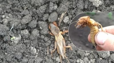Ведмедка сама втече з городу: народні методи, про які знають одиниці