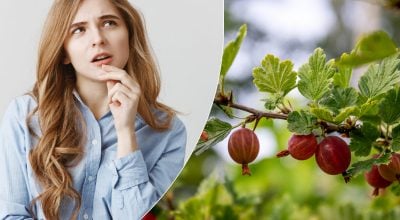 Ніякий не "крижовнік": як правильно назвати колючий ягідний кущ українською