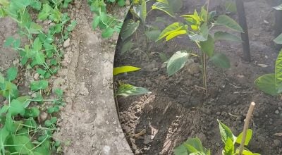 Посівний сезон триває: що можна посіяти в червні
