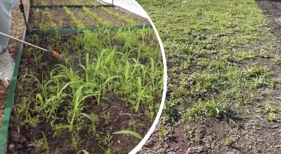 Бур’яни більше не ростимуть: як назавжди знищити траву між грядками