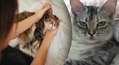 Багато хто робить помилку: як категорично не можна тримати кота на руках