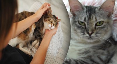 Багато хто робить помилку: як категорично не можна тримати кота на руках