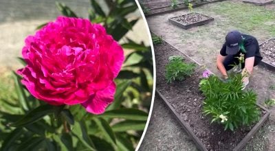 Не потрібно чекати весни: головні правила пересадки півоній у серпні для пишних бутонів Не потрібно чекати весни: головні правила пересадки півоній у серпні для пишних бутонів