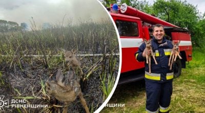 На Рівненщині пожежники врятували двох оленят із вогняної пастки