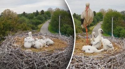 Зіркова пара лелек Грицик і Одарка покинули своїх пташенят - що сталося