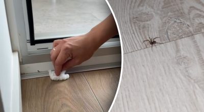 паук, средство от пауков