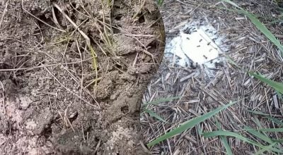 Знищення шкідників за один день: як швидко вивести мурашник у дворі